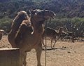 Camel Safari Adventure with bbq show
